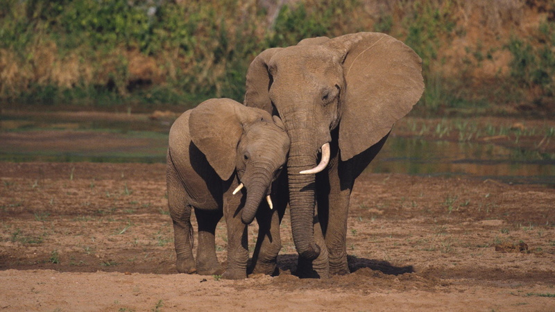 National, african, kenya, animals, 1080P, baby, Elephants, elephant