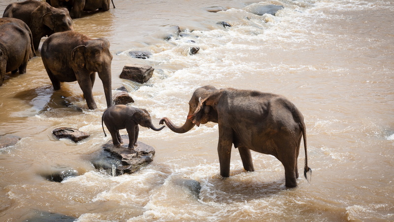river, wildebeest, splashing, conflict, mammal, family group, group of animals, elephant, no people, competition, animal, baby elephant, animals in the wild