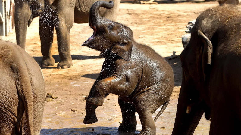 1920x1080, baby, elephant, 1080P, animals, brown