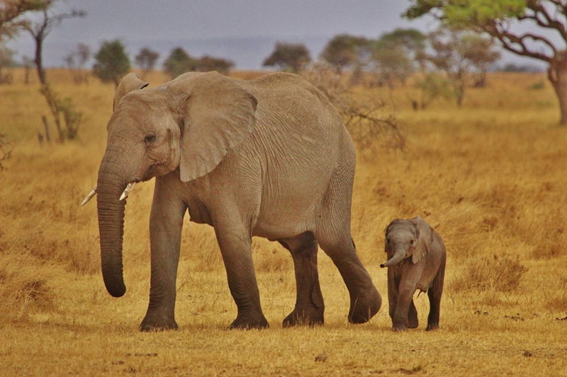 elephant family, baby, animal themes, vertebrate, landscape, no people, herbivorous, young animal, tanzania, wildlife, safari, mammal, animal wildlife
