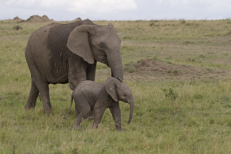 kenya, environment, african Elephant, animal Trunk, tusk, two animals, mammal, love, baby, 5K, savannah, wildlife, herbivorous, plant, baby elephant, landscape