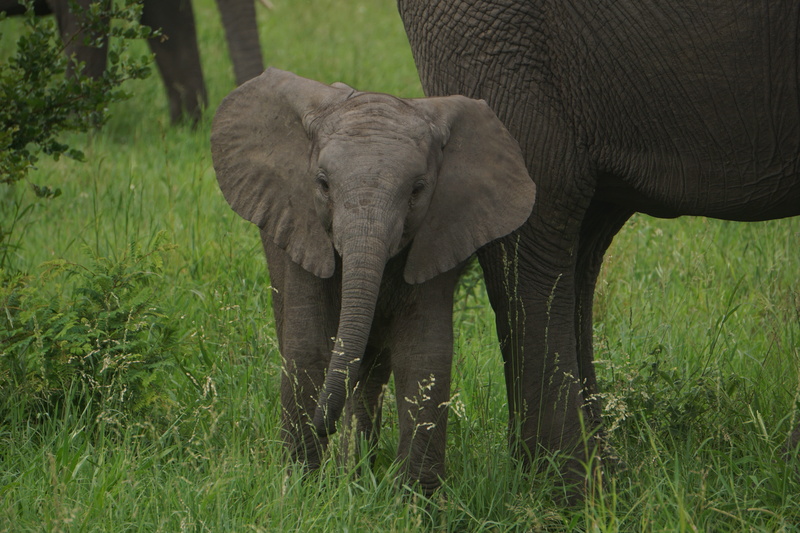 african elephant, ivory, nature, animal themes, bird, animal body part, heron, wildlife, egret, 5K, flower, animal, cattle, herd, grass, land, elephant