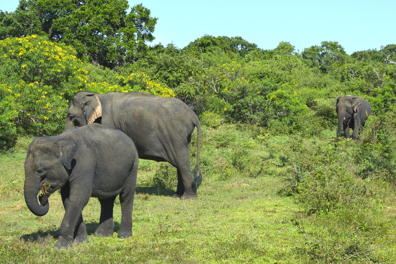 nature, elephant, elephants, green color, land, animal, travel, animals, animal themes, tree, 4K, sri lanka, safari, animal wildlife, herbivorous, landscape
