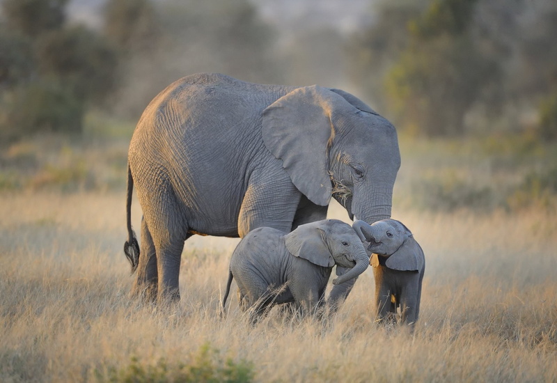 Smile, Love, Animal, Adorable, Cute, 1080P, Baby Animal, Elephant