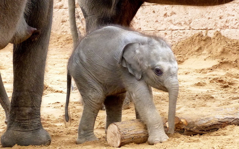 1080P, background, elephants, elephant, baby, nature