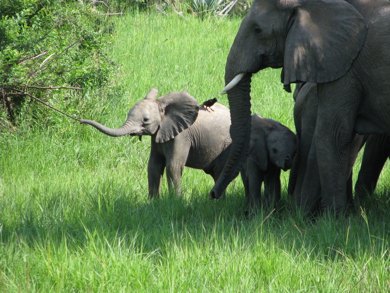 beside, gray, african, two animals, family, tusk, african elephant, grass, baby, no people, outdoors, two, plant, animal trunk, animal themes, mother, animals in the wild