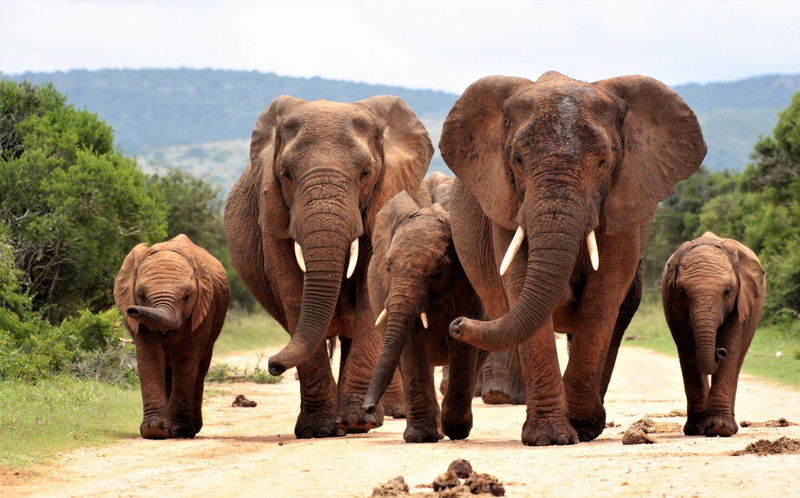 Elephant, elephant calf, 1080P, outdoors, no people, animal body part, tree, land, mammal, african elephant, herd, animals in the wild, animal trunk, animal themes