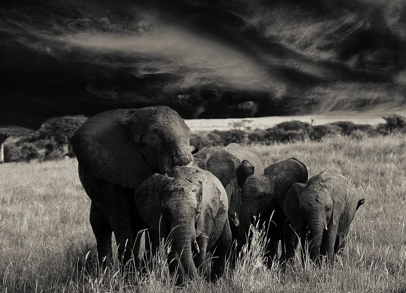 field, group of animals, outdoors, 1080P, photo, tanzania, animal trunk, africa, herbivorous, cloud - sky, african bush elephant, proboscis, no people