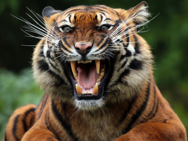 snout, 2K, tiger, jaws, wild cat, predator, teeth