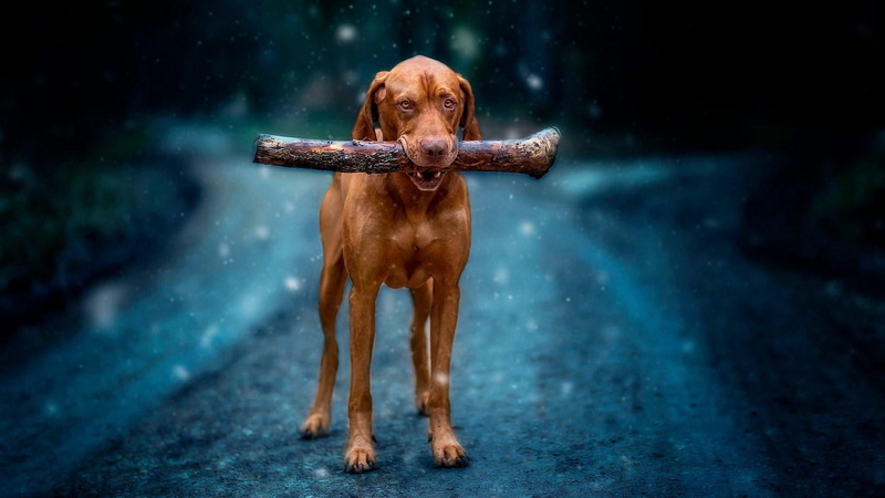 setter, brown, one animal, dog, front view, portrait, motion, standing, no people, domestic animals, full length, purebred dog, pets, canine, looking at camera