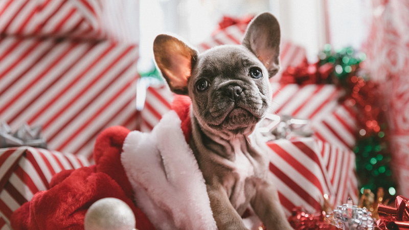 4K, christmas gift, snout, dog, bulldog, animal, french bulldog, dog breed, christmas decoration, puppy, christmas, holidays, non sporting group, cute
