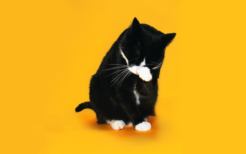 1080P, backgrounds, snout, studio Shot, one Animal, pets, domestic, playful, fun, animal, vertebrate, close-up, feline, black, orange Color, cute, white