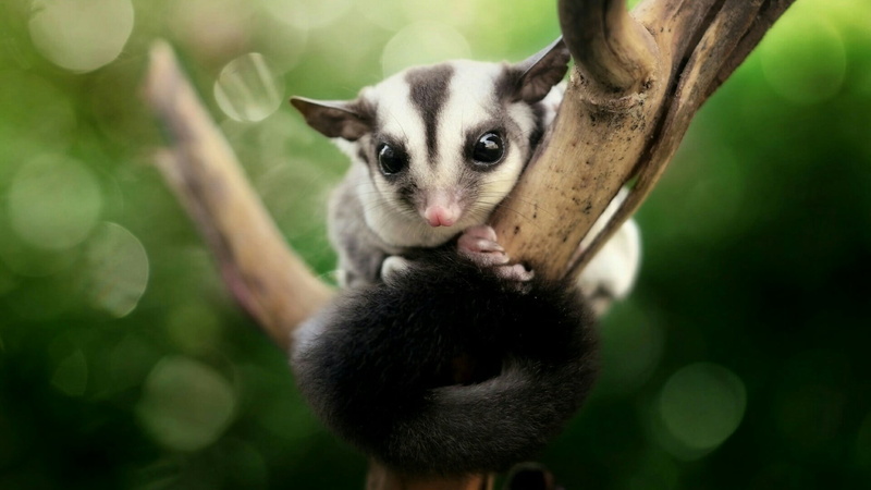 mammal, possum, snout, wildlife, one animal, plant, 1080P, no people, lemur, sugar glider, looking at camera, vertebrate, close-up, portrait, adorable