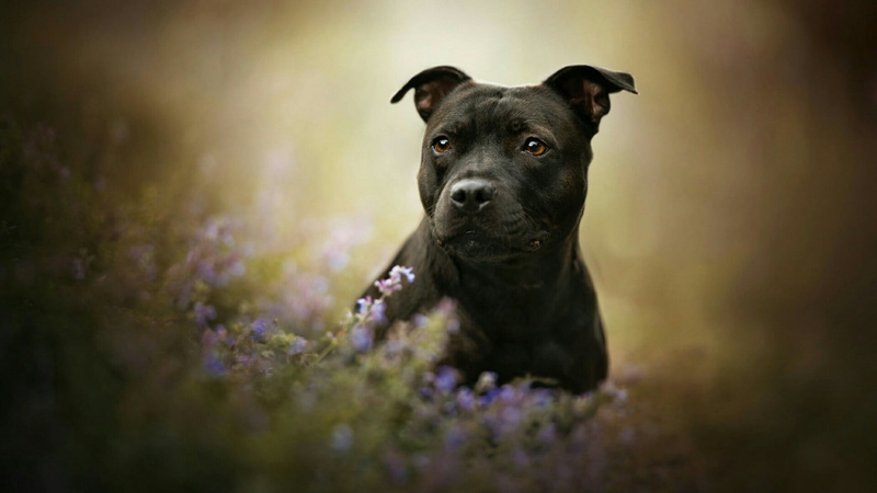 dog breed, terrier, pets, domestic, plant, flowers, staffordshire bull terrier, domestic animals, mammal, canine, grass, one animal, no people, staffordshire terrier