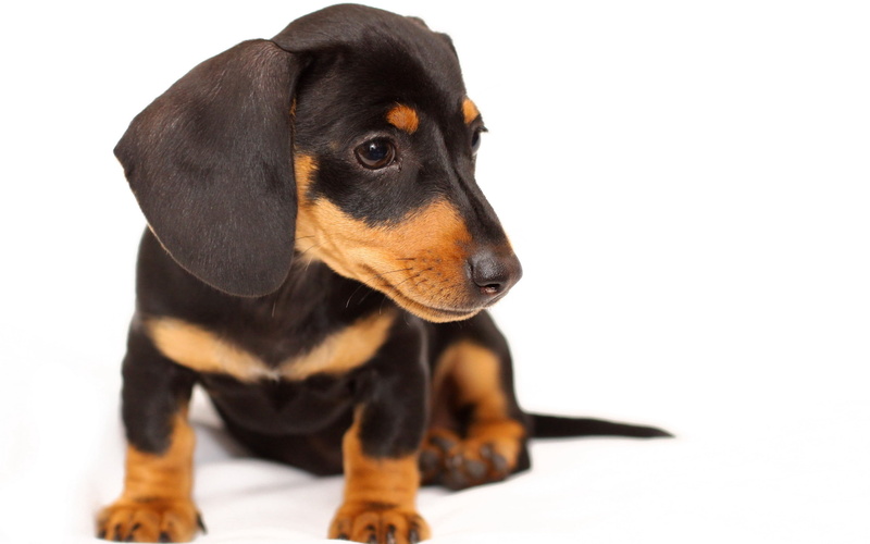 close-up, sitting, pets, no People, dachshund, snout, one Animal, animal Head, cut Out, white Background, studio Shot, hound, brown, young Animal, canine