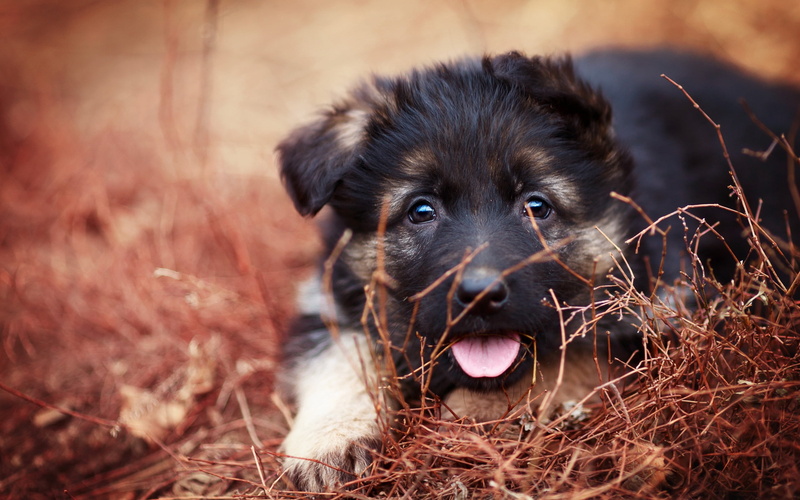 2K, facial expression, puppy, young Animal, day, no people, one Animal, animal themes, domestic, protruding tongue, eyes, animal tongue, friendship, sticking out tongue