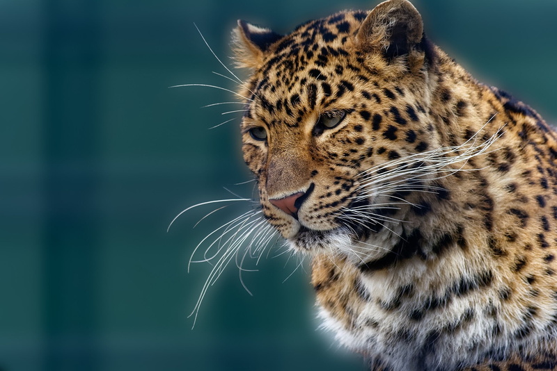 Jaguar, 1080P, leopard, snout, mustache, black, portrait, brown