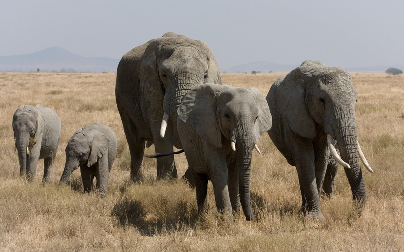 animals, bush, africa, elephants, family, herd, walking, 2K, african, fields, beautiful, elephant, large