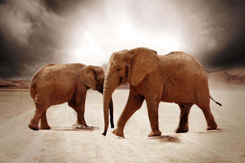 animals, african bush elephant, nature, back light, outdoors, run, in motion, mammals, two, safari, animal body part, wildlife, tail, proboscidea, 4K