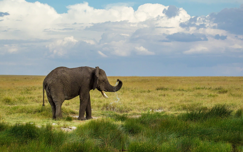 wilderness Area, large, day, serengeti National Park, endangered Species, landscape, tanzania, animal, safari Animals, tusk, animal themes, grey, one animal