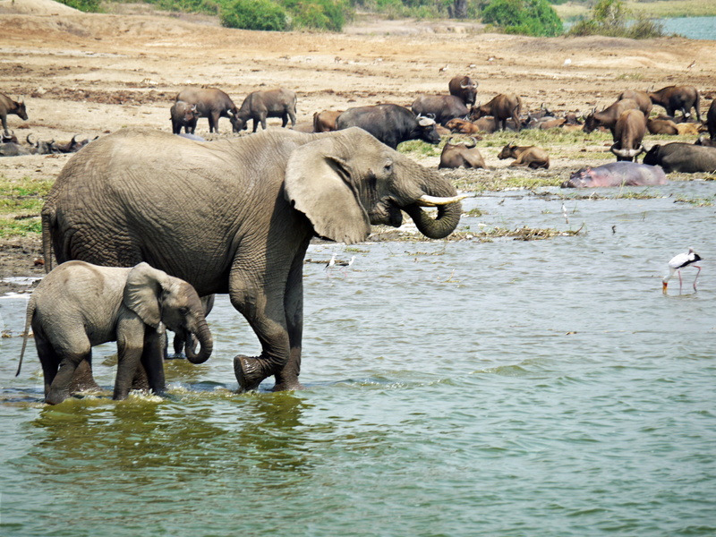 kazinga channel, safari, body, nature, water, vertebrate, tusks, wild animals, dom, savannah, afternoon, day, group of animals, africa, uganda, swim, wilderness