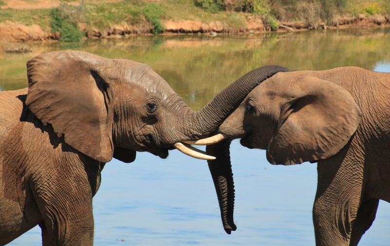 body, wild animals, no people, water, focus on foreground, safari, 4K, group of animals, safari Animals, large, africa, water hole, connectedness, elephant