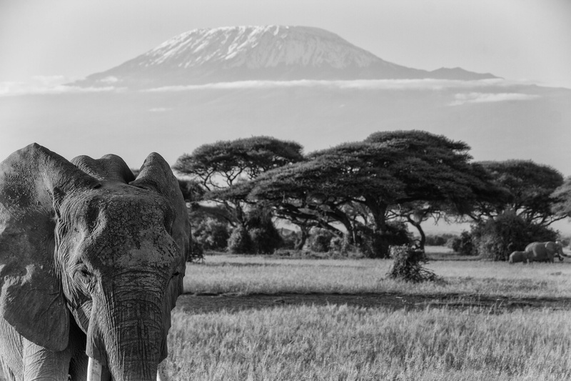 east africa, african bush elephant, mammal, landscape, herbivorous, animal, day, nature, big five, animal themes, africa, outdoors, mountain, plant, kilimanjaro