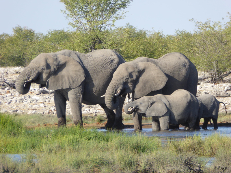 animal family, water hole, tree, animal trunk, body, national park, africa, etosha, proboscis, grass, elephants, elephant, animals in the wild, nature