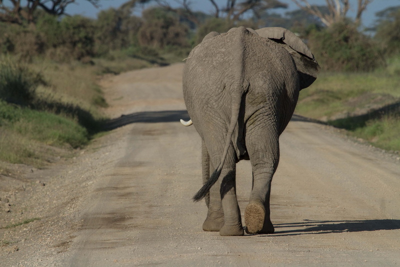 safari Animals, mammal, no people, walking, big five, gray, sunlight, national park, large, 5K, proboscidea, one animal, animal wildlife, day, animal themes
