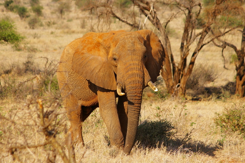 day, tree, sunlight, animal portrait, outdoors, vertebrate, kenya, africa, wilderness Area, animal themes, wildlife, elephant, standing, nature, animal