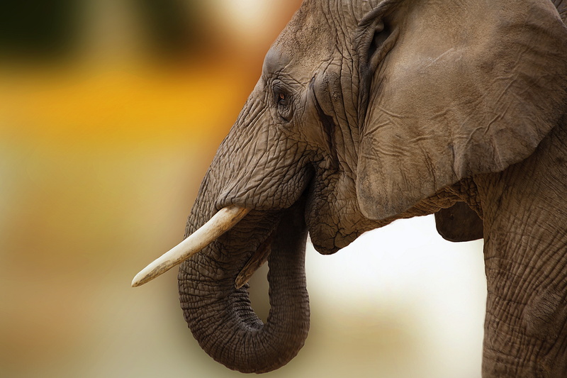 animal trunk, eye, mammoth, botswana, profile view, focus on foreground, africa, mammal, baby elephant, vertebrate, outdoors, side view, animal wildlife