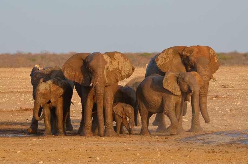 elephant calf, young animal, desert, african elephant, vertebrate, animal wildlife, animal, herd, animal trunk, group of animals, outdoors, day, water hole