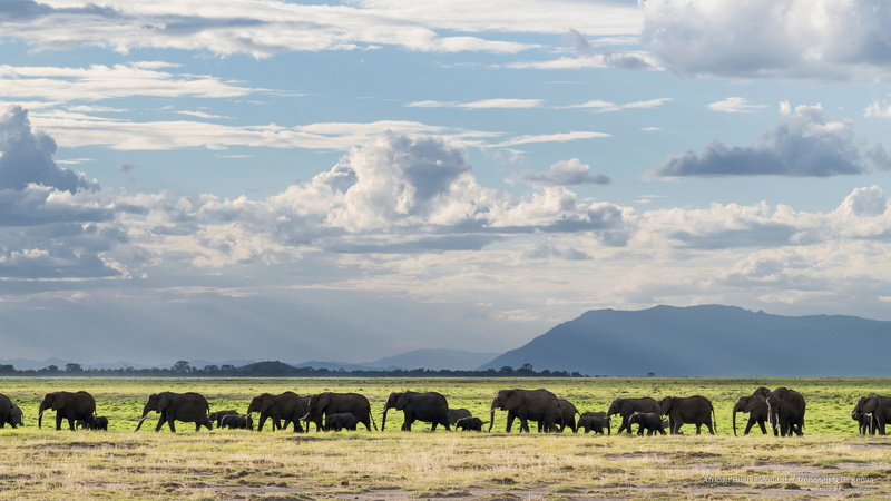 amboseli, 2K, kenya, Animals, p, african, bush, elephants, n