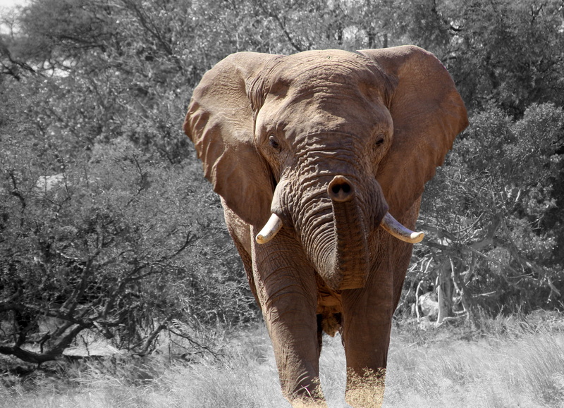 field, no people, outdoors, loxodonta africana, 2K, tusk, animal trunk, trees, tree, safari, beside, front, large, day, elephant, african savanna elephant