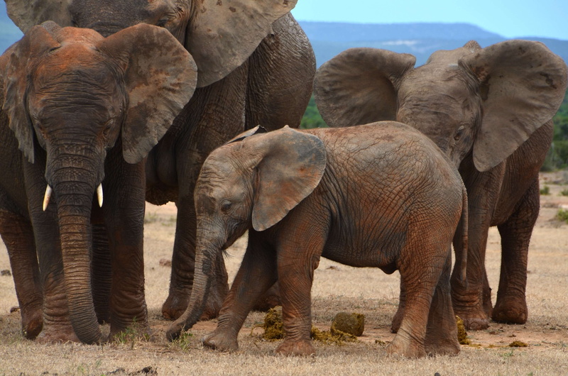 elephant family, no people, land, animal wildlife, outdoors, elephant calf, safari, animals in the wild, animal body part, vertebrate, mammal, baby elephant