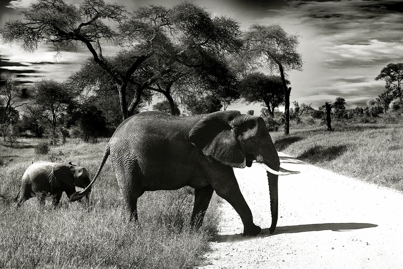 sunny, 1080P, road, clouds, africa, african bush elephant, mammals, animals in the wild, animal, animal themes, group of animals, field, gray, tree, elephants child