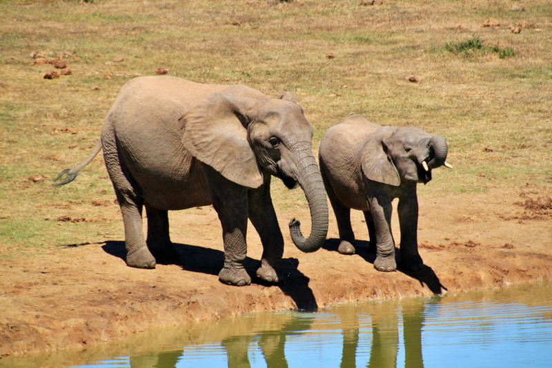 outdoors, 4K, animal family, animal themes, animal body part, wilderness, africa, big five, wildlife, large, two, proboscis, animals In The Wild, herbivorous