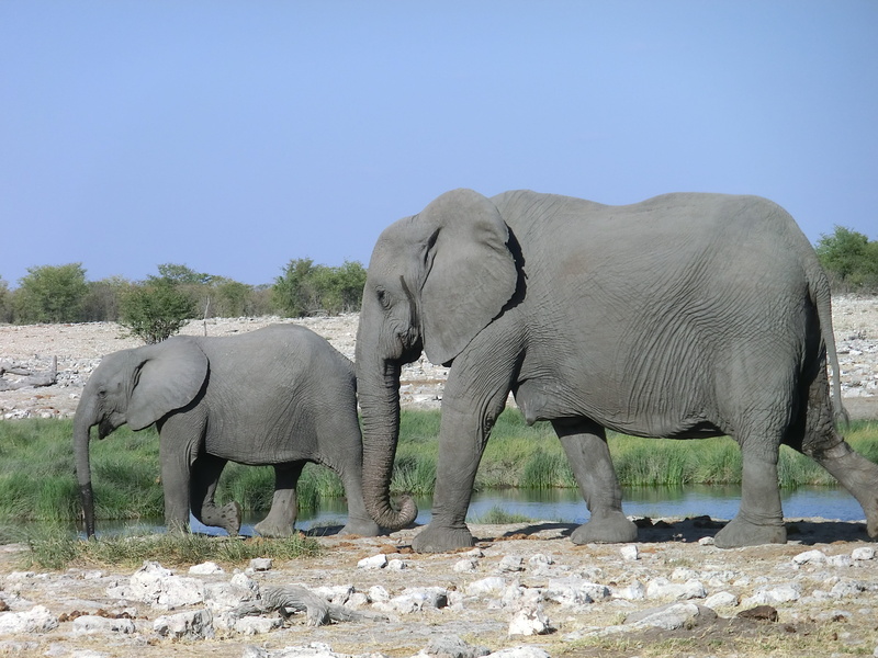 animals in the wild, baby elephant, plant, landscape, african elephant, group of animals, side view, namibia, walking, animal themes, animal family, vertebrate