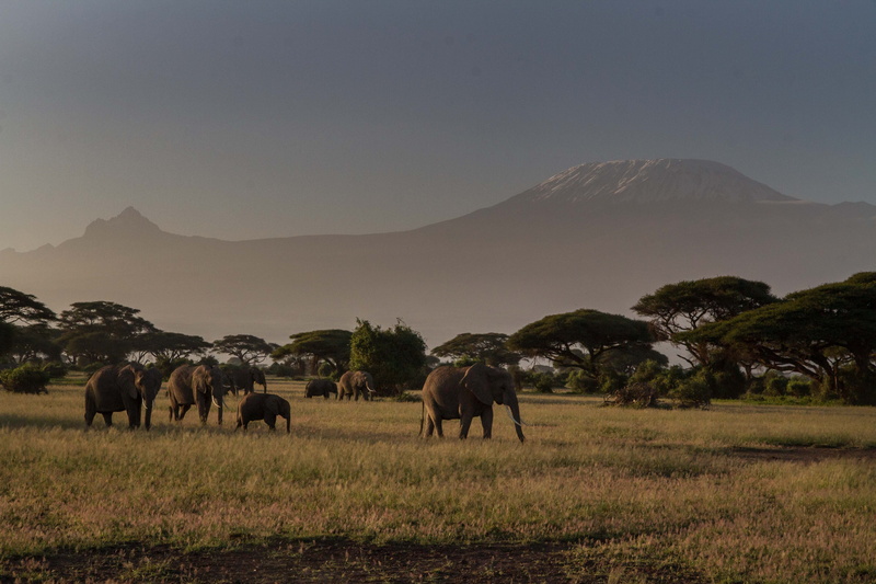 mountain range, elephant, scenics - nature, animals in the wild, nature, animal family, east africa, kenya, mountain, land, 5K, vertebrate, outdoors, african bush elephant