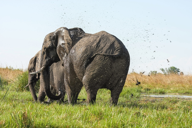 group of animals, okavanga delta, animals in the wild, elephants, 4K, animal, animal trunk, animal family, baby elephant, indian elephant, elephant, south africa