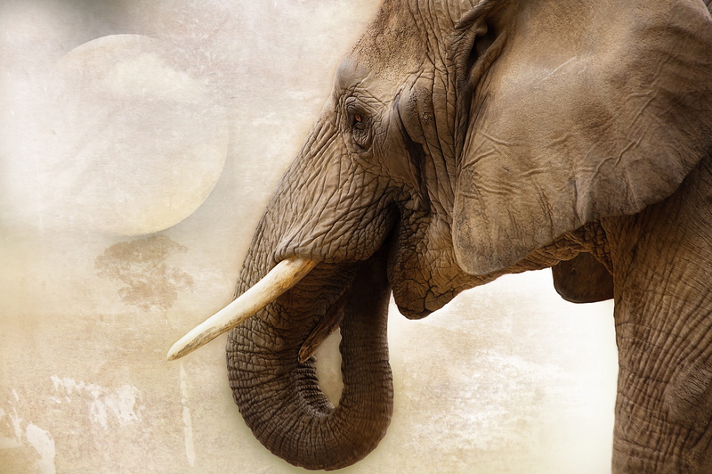 terrorism, tusk, ivory, painting, side view, 4K, dust, eye, animal, africa, animals in the wild, pachyderm, poaching, kill, proboscidea, day, animal head