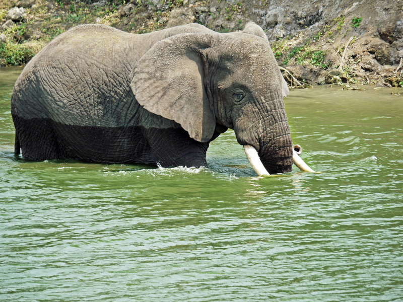 no people, joy, queen, waterfront, play, 4K, refreshment, animal body part, animals in the wild, elephant, animal head, african bush elephant, safari