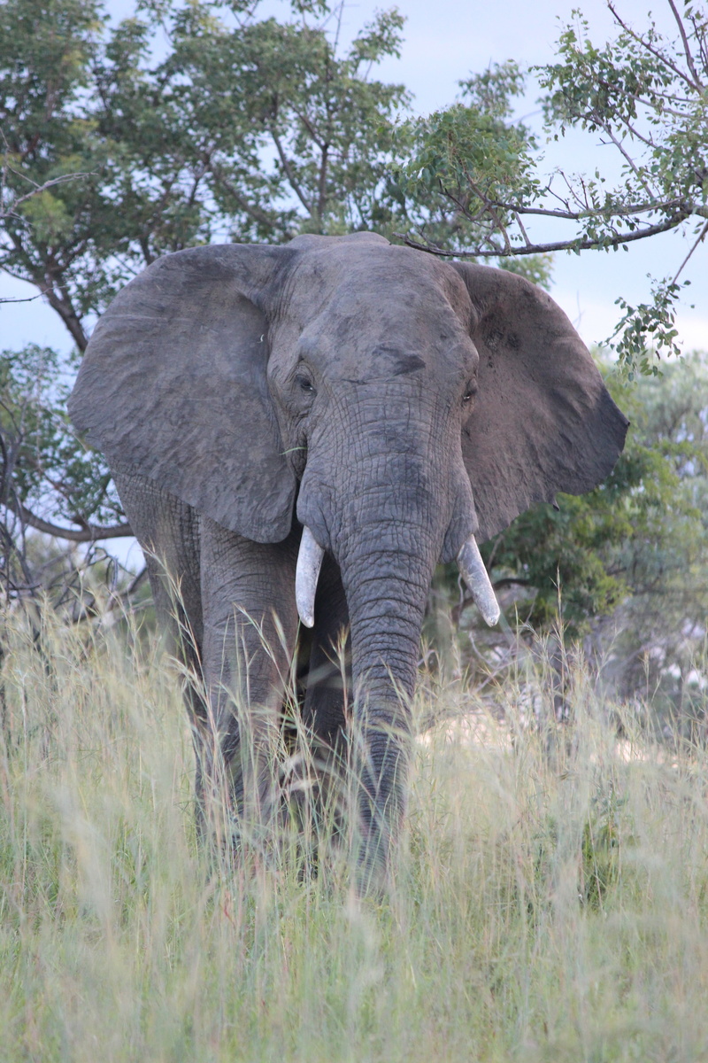 national Park, nature, wilderness, ears, african Elephant, dangerous, creature, animal body part, tusk, animal wildlife, safari, land, strong, animal themes