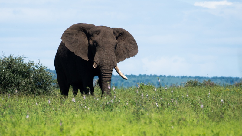 green color, national park, wild animal, mammal, elephant, safari, animal wildlife, brown, attention elephant, grass, safari animals, one animal, green