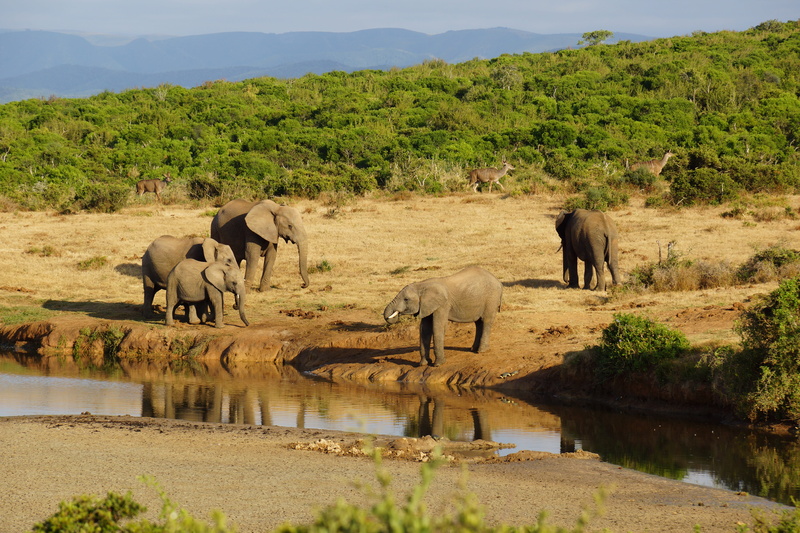 mammal, grey, water, wild Animals, young elephant, near, wildlife, day, Safari, south africa, watering hole, african Elephant, herd, animal wildlife, animals And Pets