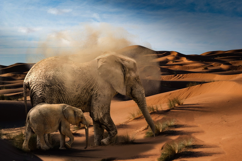 proboscidea, land, dry, animal themes, animals in the wild, animal, mammal, baby elephant, animals, dust, heiss, safari, african elephant, wild animal