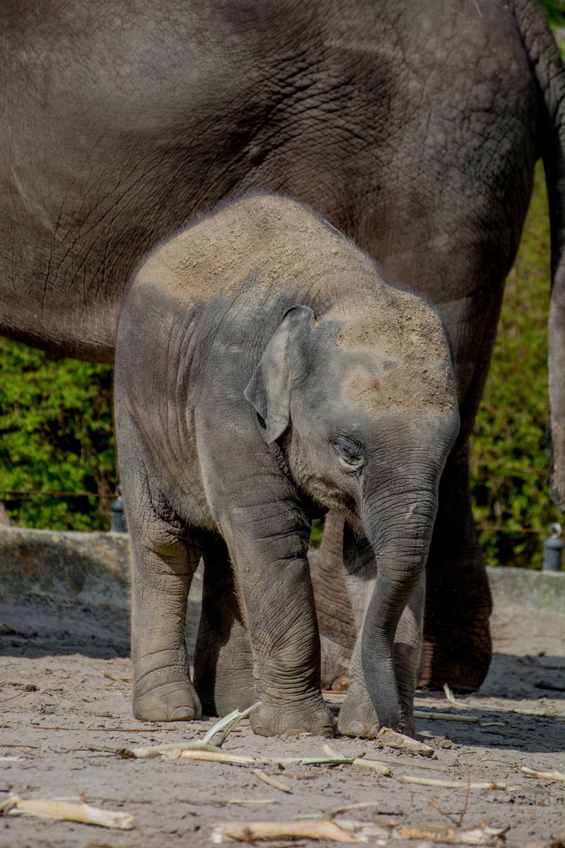 no people, african bush elephant, animals in the wild, nature, africa, elephant, young elephant, herbivorous, outdoors, safari, baby elephant, 5K, animal wildlife
