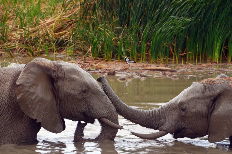 elephant, african elephant, day, pachyderm, wildlife, animal trunk, side view, animal body part, two animals, animal head, large, lake, animals In The Wild