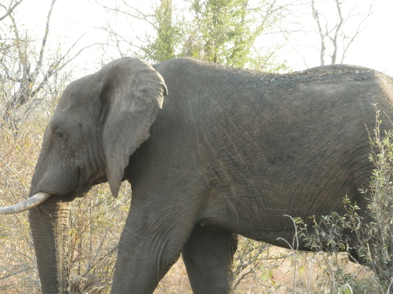 large, nature, savannah, animal wildlife, tusk, day, animal head, wildlife, tree, animal family, elephant, animal trunk, outdoors, south africa, no people