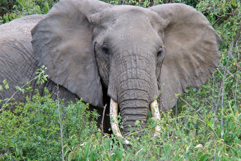 nature, plant, mammal, animal body part, elephant, manyara national park, national park, outdoors, grass, 2K, tanzania, animal themes, safari, animal